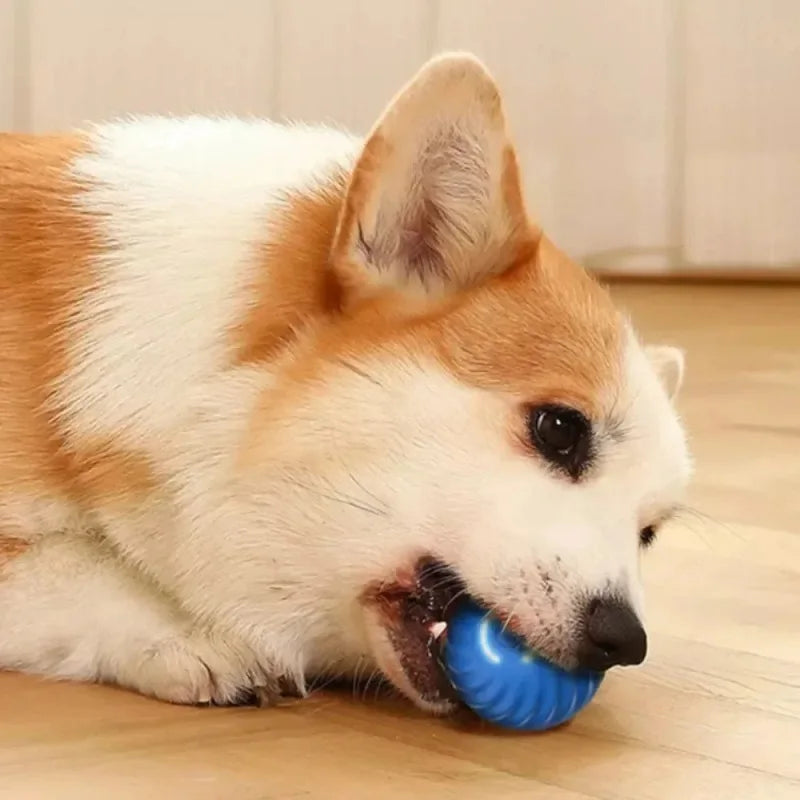 Dog toy automatic ball