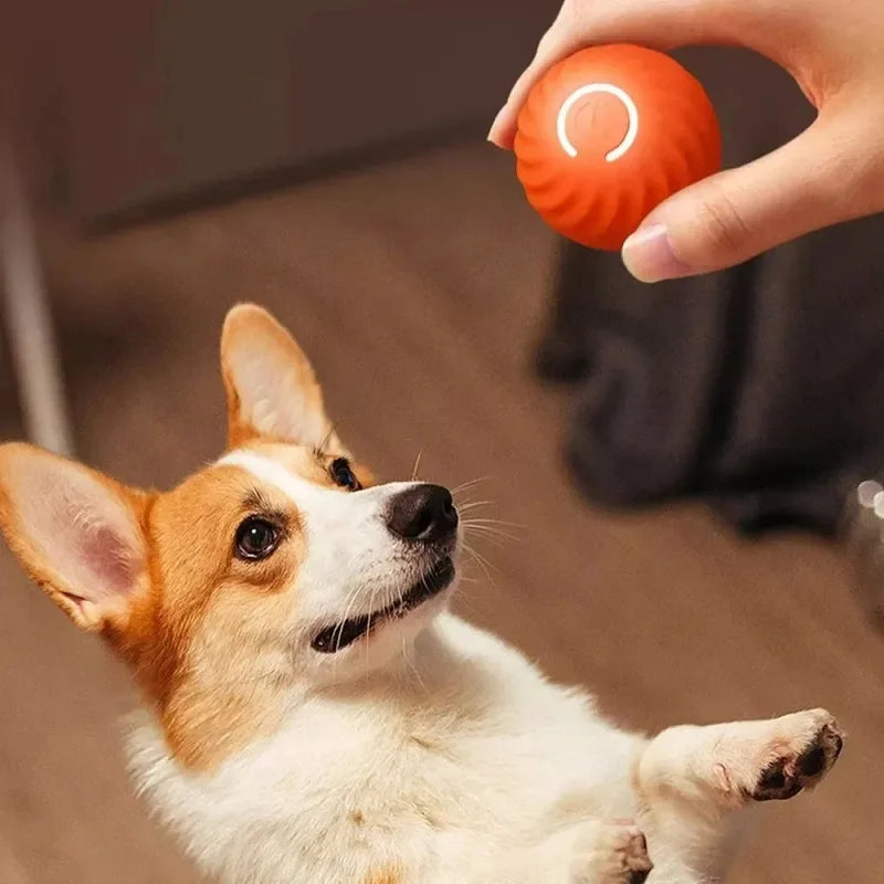 Dog toy automatic ball